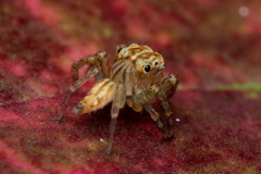 Colopsus