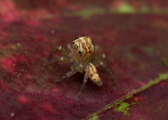 Colopsus