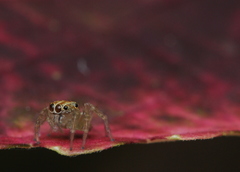 Colopsus