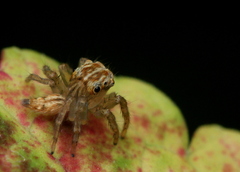 Colopsus