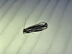 Nemapogon rileyi