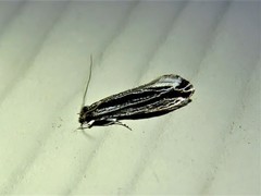 Nemapogon rileyi