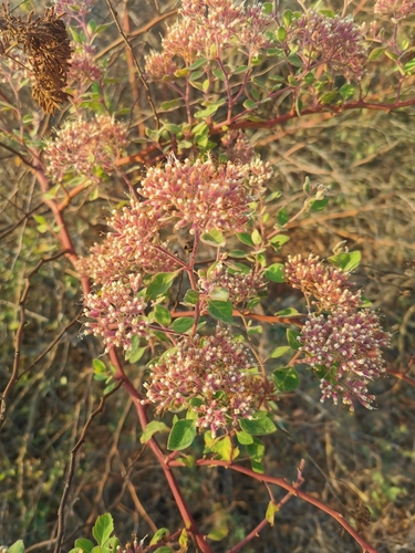 Hoja de lagarto (Salpianthus arenarius)