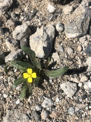 Camissoniopsis pallida