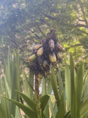 Doryanthes
