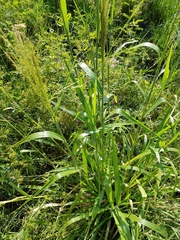 Panicum hirsutum