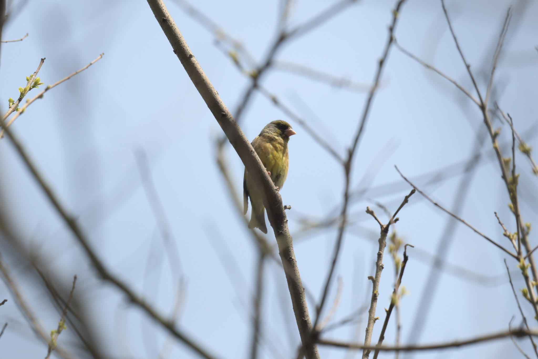 Oriental Greenfinch