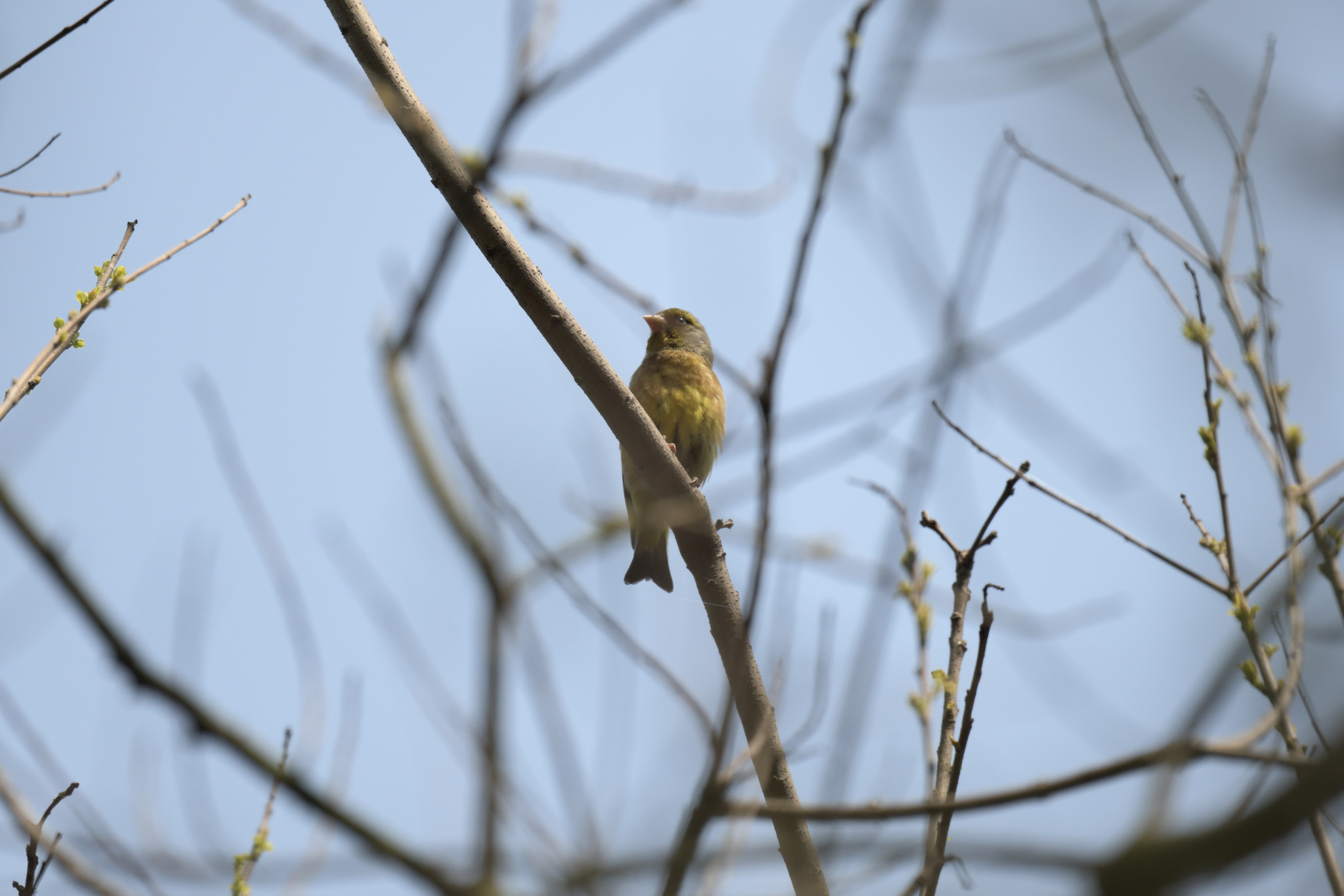 Oriental Greenfinch
