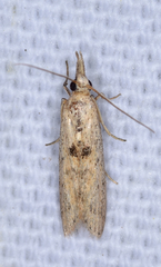 Macrorrhinia endonephele