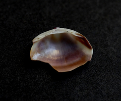 Mactra pusilla