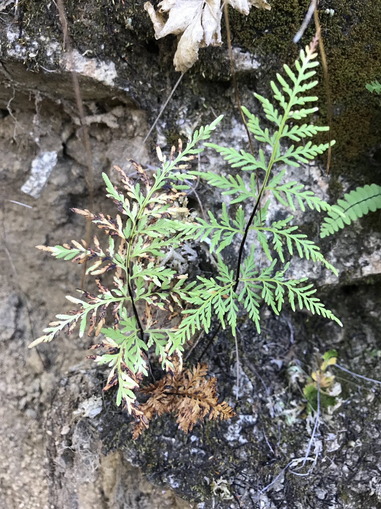 Gaga hirsuta