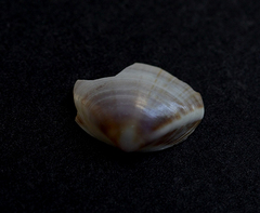 Mactra pusilla