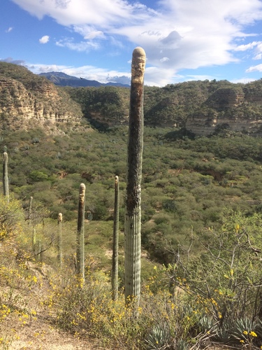 Cephalocereus columna-trajani