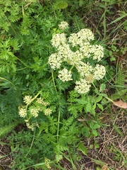 Cnidium cnidiifolium