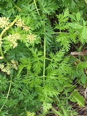 Cnidium cnidiifolium