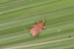 Galasa costalis