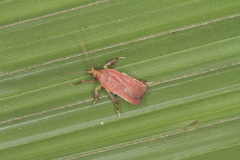 Galasa costalis