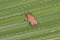 Galasa costalis