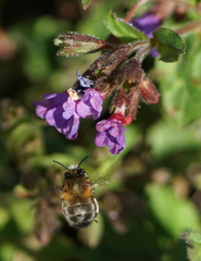 Anthophora plumipes