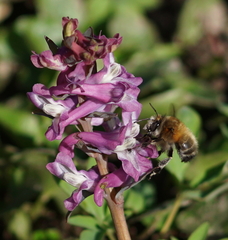 Anthophora plumipes