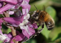 Anthophora plumipes