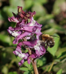 Anthophora plumipes