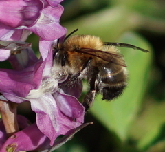 Anthophora plumipes