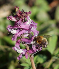 Anthophora plumipes