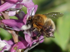 Anthophora plumipes