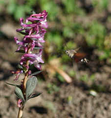 Macroglossum stellatarum