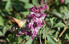 Macroglossum stellatarum