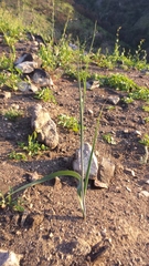 Calochortus plummerae