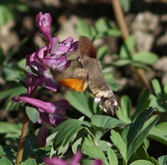 Macroglossum stellatarum