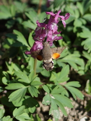 Macroglossum stellatarum
