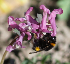 Bombus