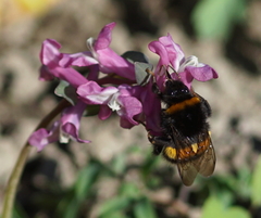 Bombus