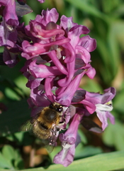 Anthophora plumipes