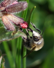 Anthophora plumipes
