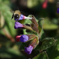 Anthophora plumipes