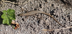 Podarcis muralis