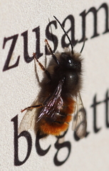 Osmia cornuta