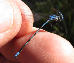 Argia leonorae