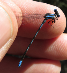 Argia leonorae