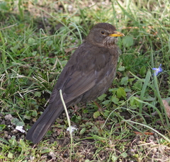 Turdus merula