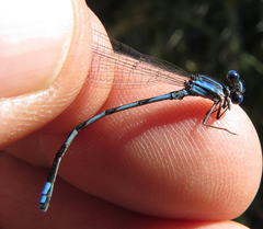 Argia leonorae