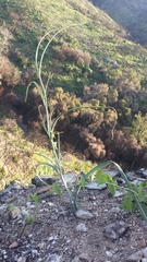 Calochortus plummerae