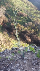 Calochortus plummerae