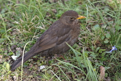 Turdus merula