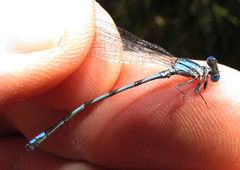 Argia leonorae
