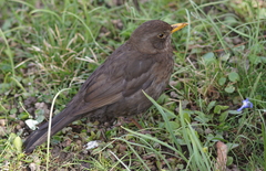 Turdus merula